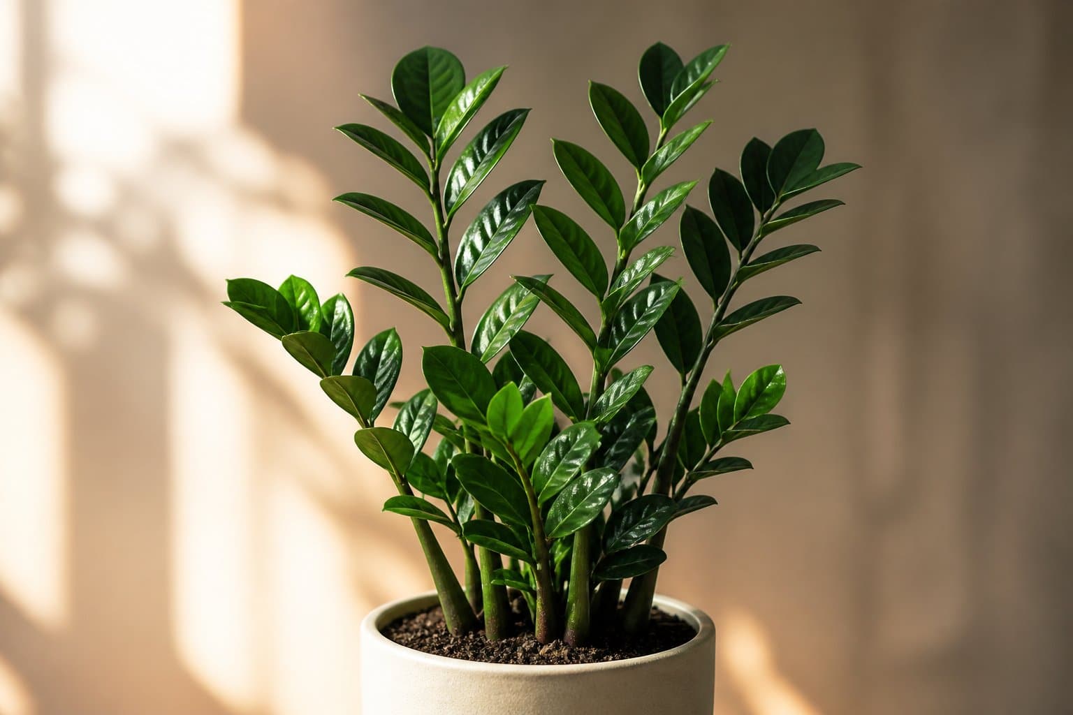 Planta Zamioculca com folhas verdes e brilhantes em um ambiente interno tranquilo e iluminado naturalmente.